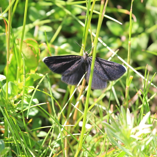 Odezia atrata (Chimney Sweeper).JPG